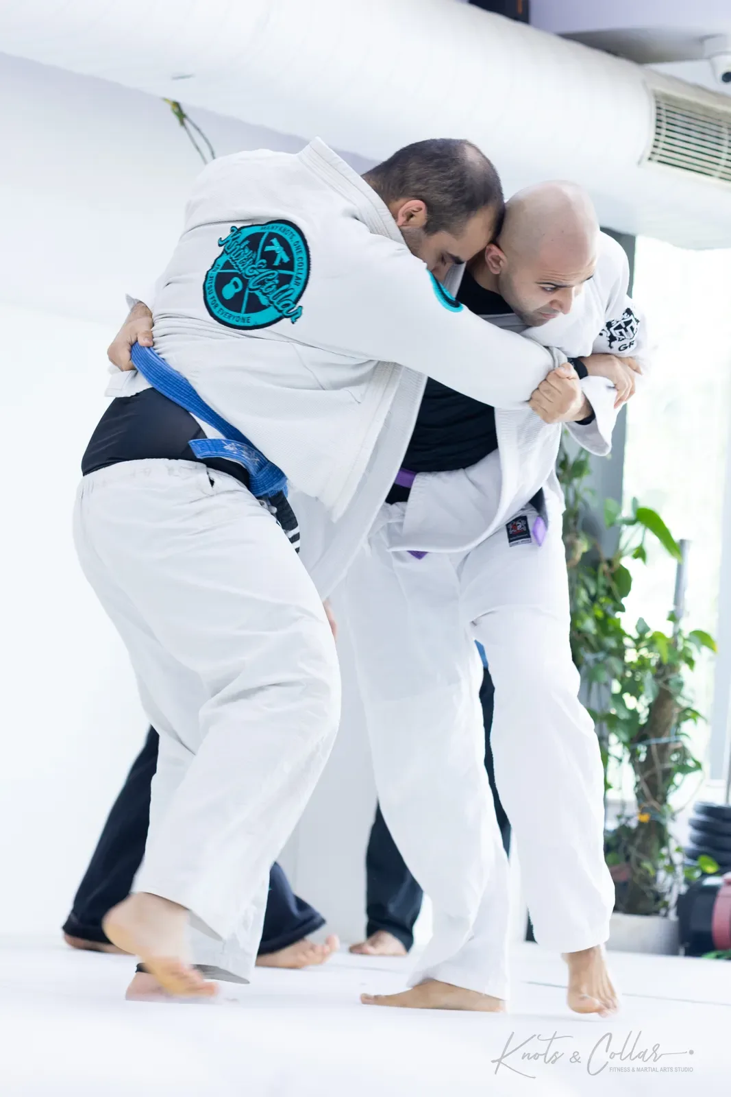 King of the Tatami — Adults, August 2026: a Brazilian Jiu-Jitsu competition at Knots & Collar, Defence Colony, New Delhi, India