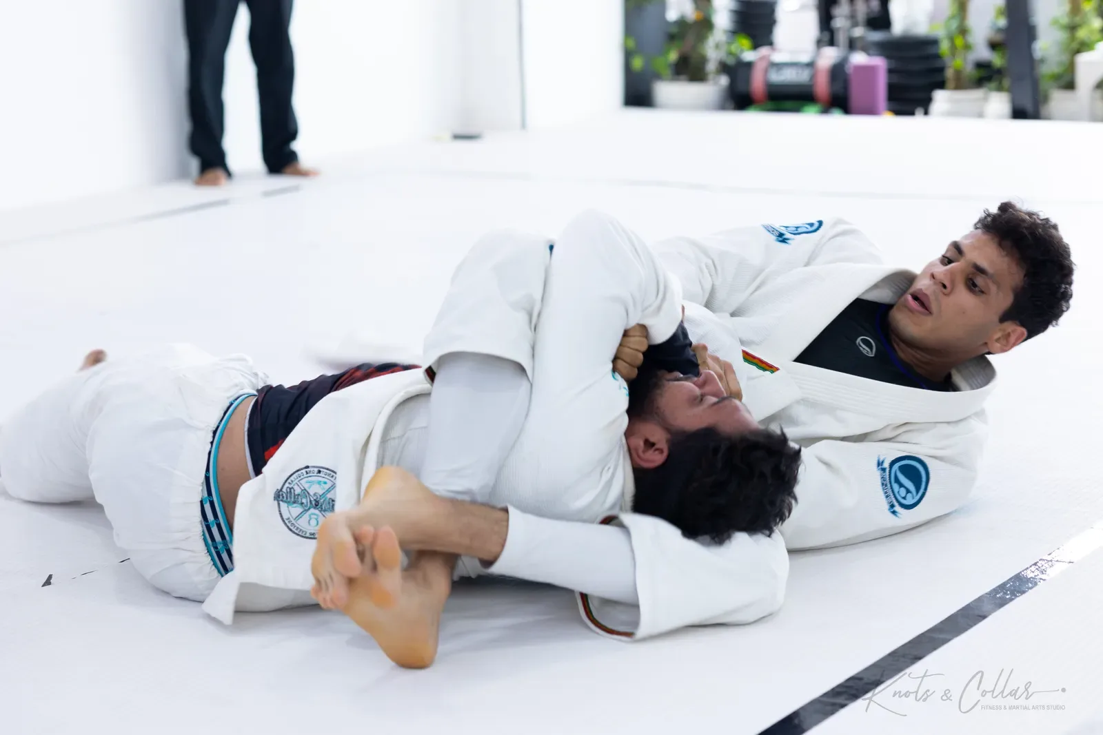 King of the Tatami — Adults, August 2026: a Brazilian Jiu-Jitsu competition at Knots & Collar, Defence Colony, New Delhi, India