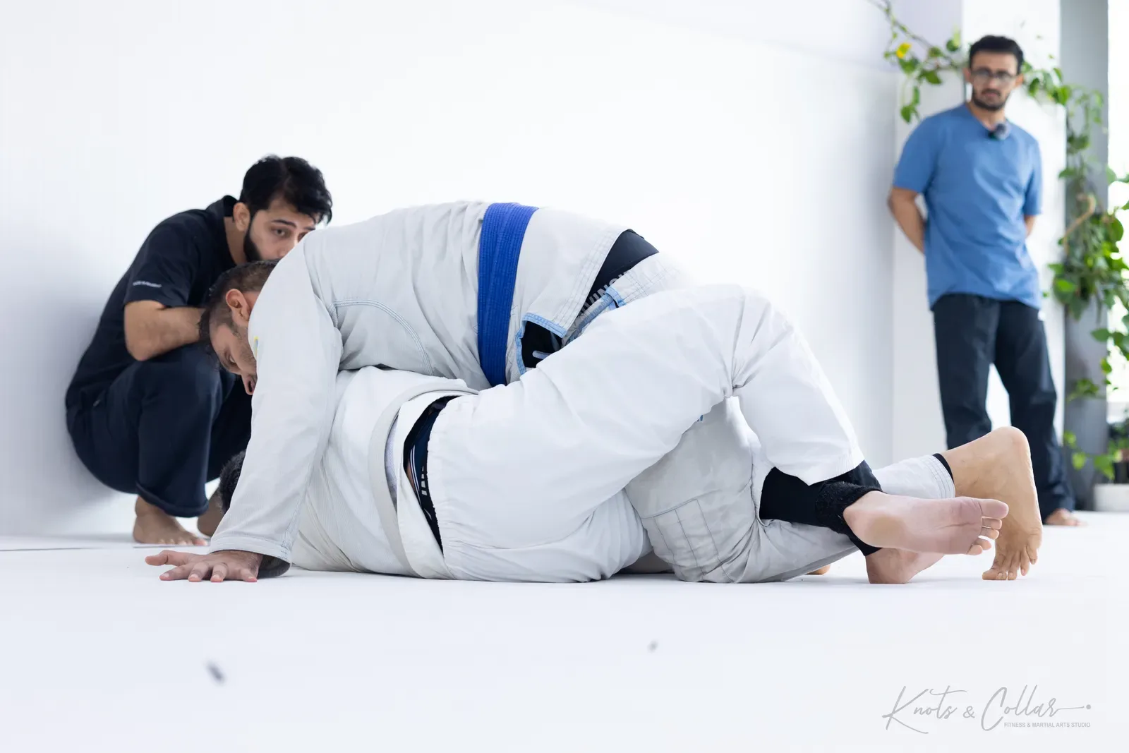 King of the Tatami — Adults, August 2026: a Brazilian Jiu-Jitsu competition at Knots & Collar, Defence Colony, New Delhi, India
